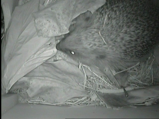 [AHOGH09+SEPT03+first+camera+images+(5).jpg]