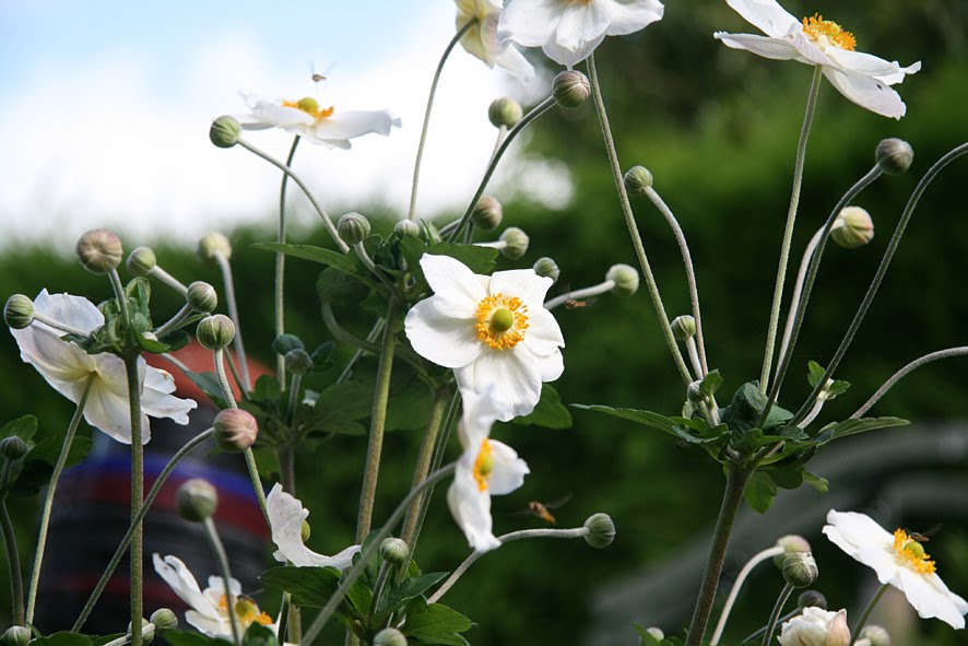 [SGW09+AUG+garden,+plastic+pot+challenge+(2).jpg]