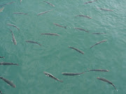 . smoothes over the lines of smug worry that mark my face … and I sit down . (dsc )