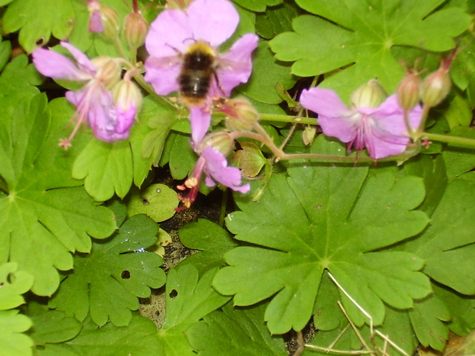 [late+june+2009+015.JPG]