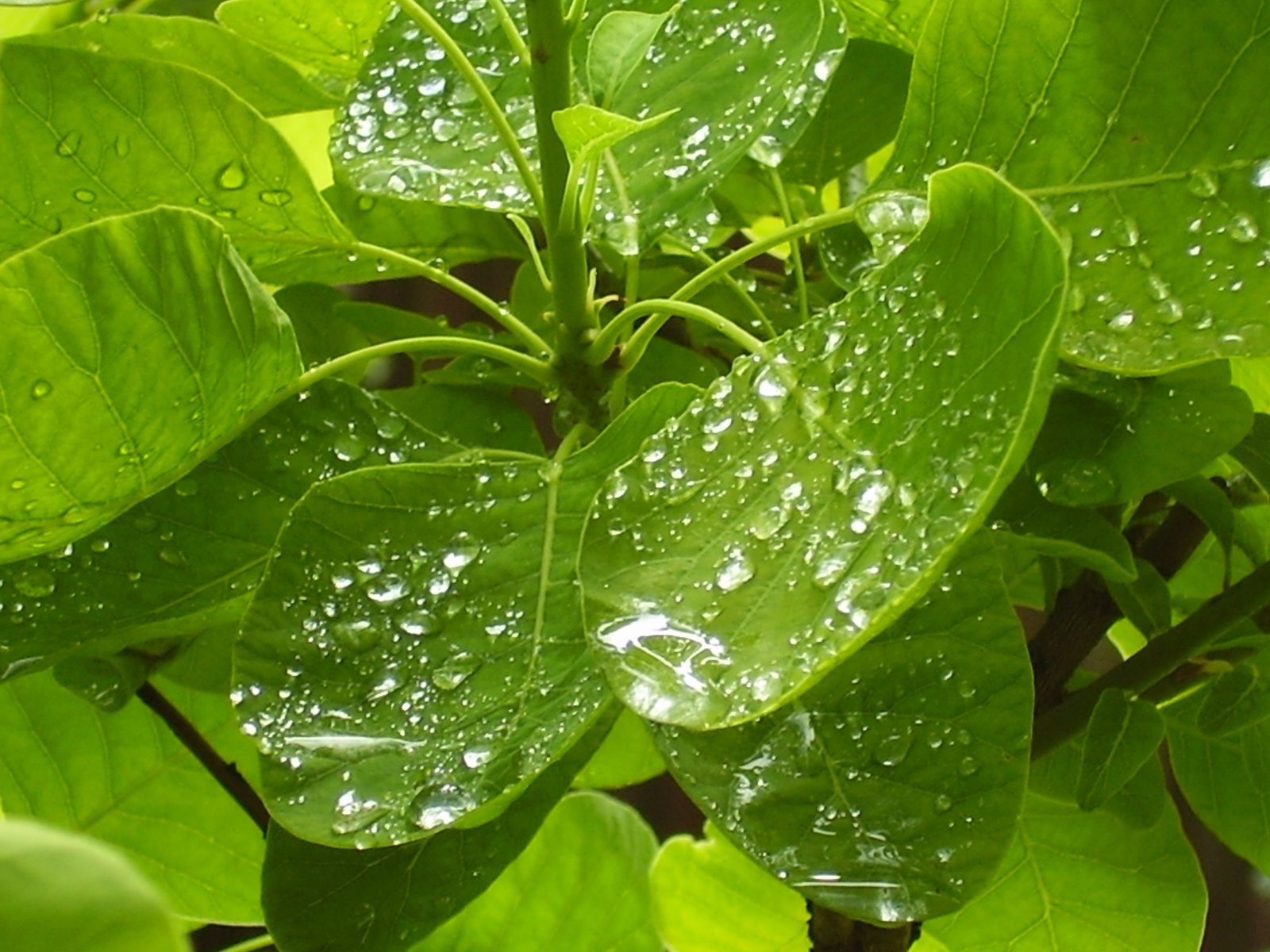 [july+11+2009+024.JPG]