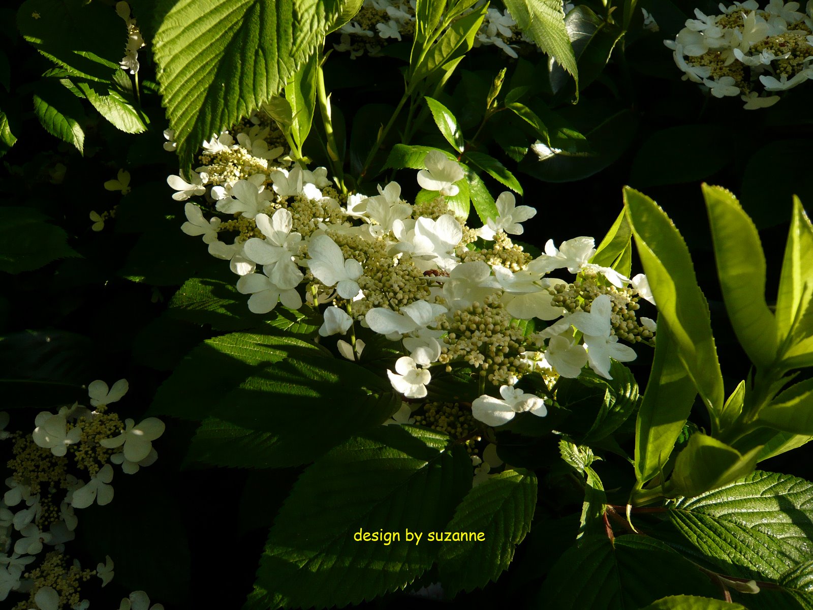 [fleurs+jardin+avril+2009.jpg]