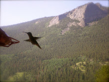 Colorado Hummingbird