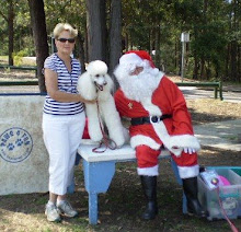 Poodles Believe In Santa - especially if he gives squeaky toys