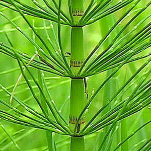 http://1.bp.blogspot.com/_qyVr2bVBjFI/TSdoJYU6DxI/AAAAAAAAAXQ/7zPlxGkVTO4/s1600/horsetail2.gif