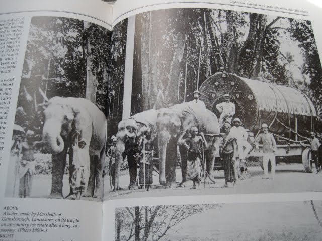 [elephants.jpg]