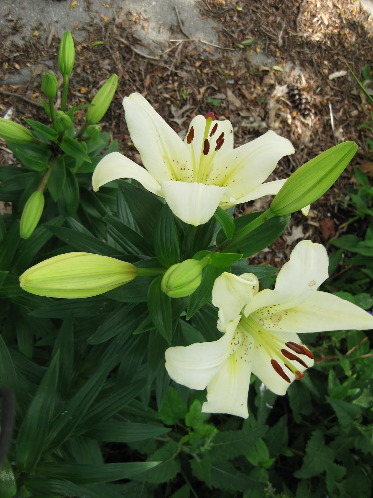 Rotary Botanical Gardens Hort Blog Plants Are Growing Overnight