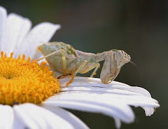 A Mãe Natureza