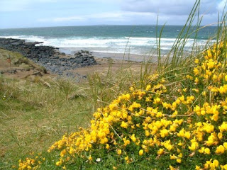 ‘Biodiversity on Blackhead’