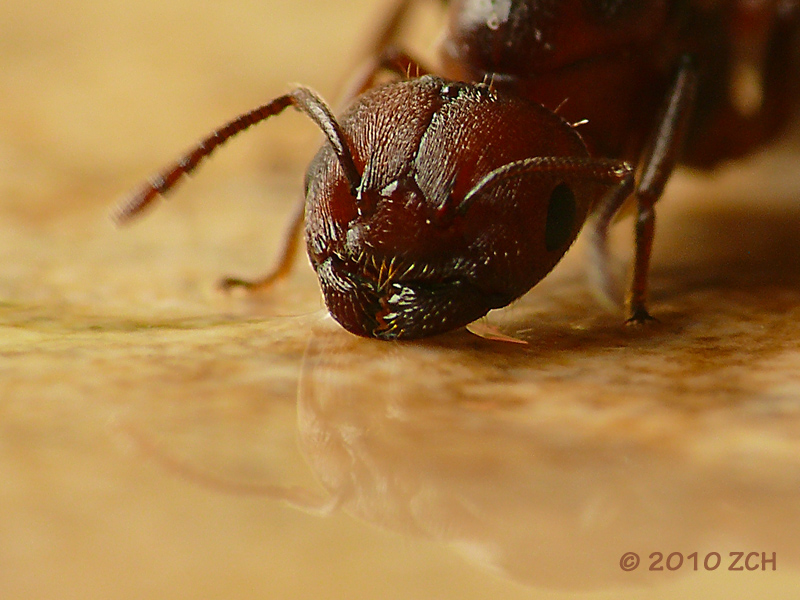 Ants Drinking Water