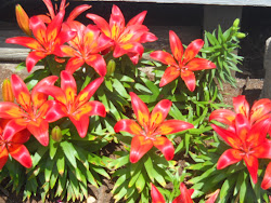 2010 - Flowers At home