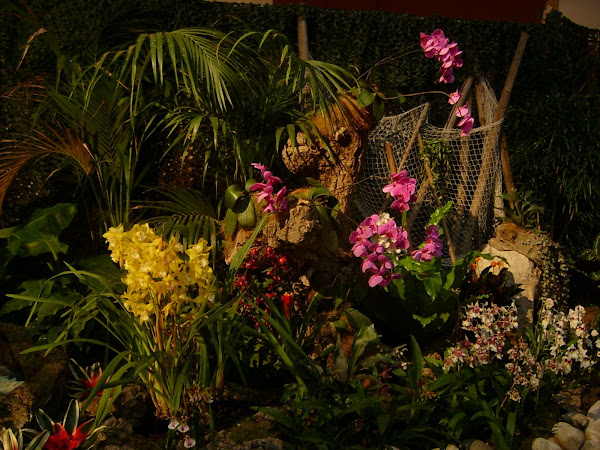 Orchidea kiállítás