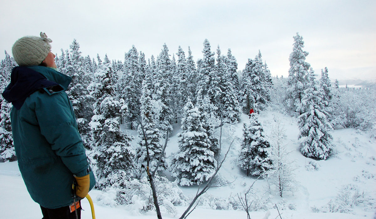Yukon Rambles The Perfect Christmas Tree