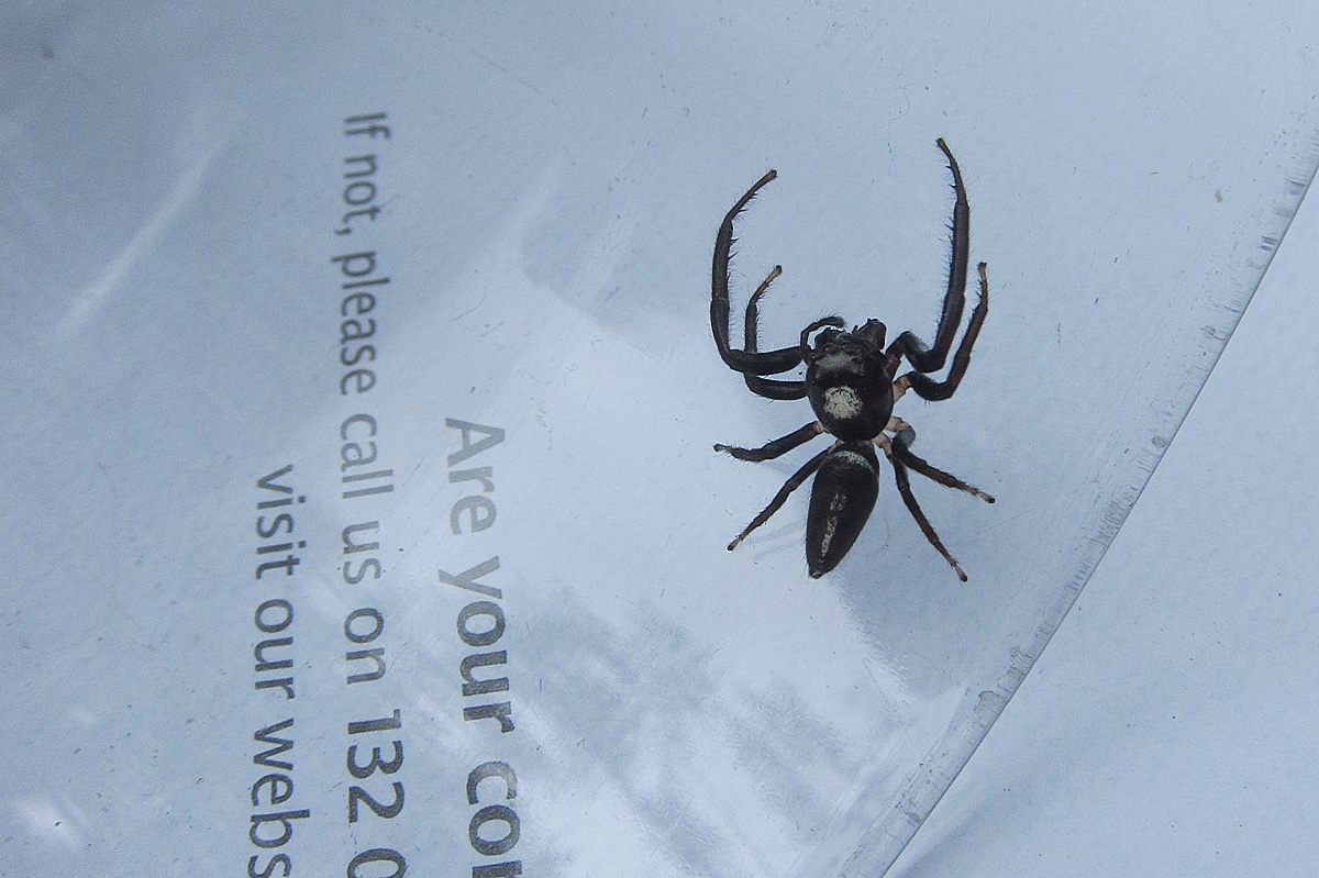 It is a photo of Légend Spider From Bugs Life It's just a photo of Légend Spider From Bugs Life