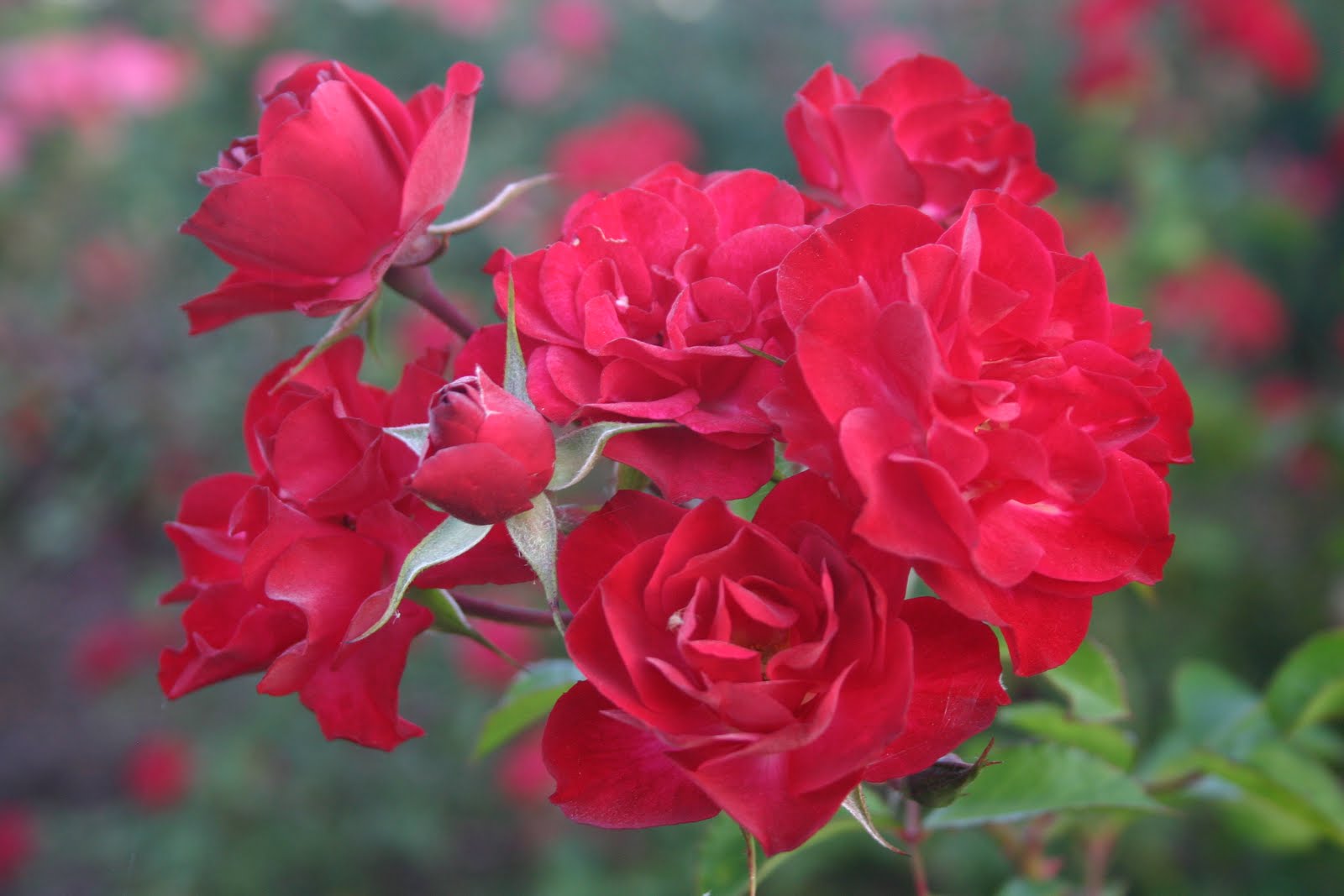 MIDWEST GROUNDCOVERS Display Gardens & Plant Trials Fall Colors