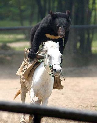 bear_riding_horse.jpg