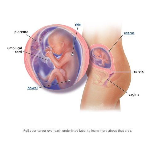 3d Ultrasound Pictures At 20 3d ultrasound 20 weeks pregnant. 3d Ultrasound Pictures At 20