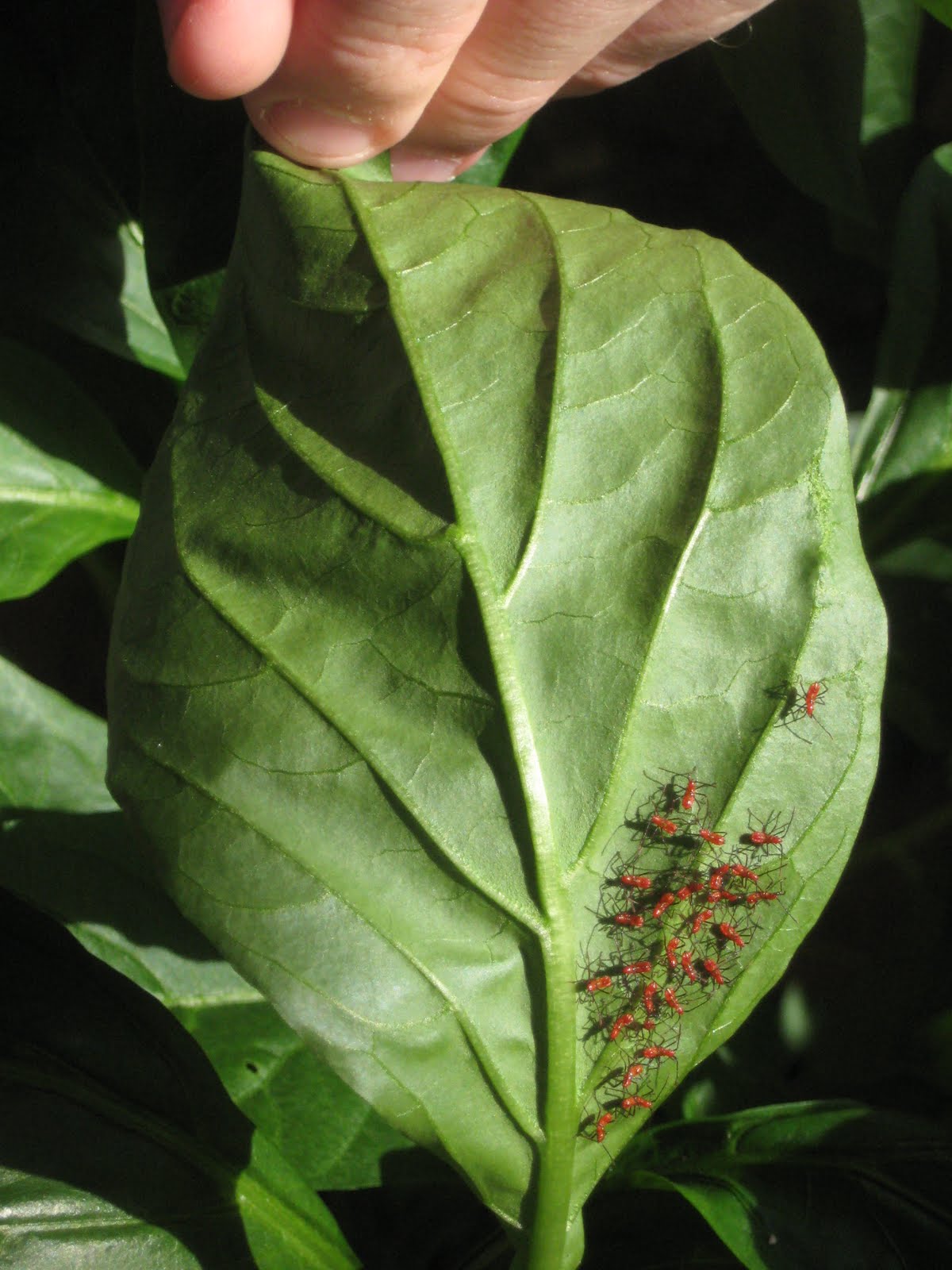Terraforming the Terrace Pepper Plant Pests