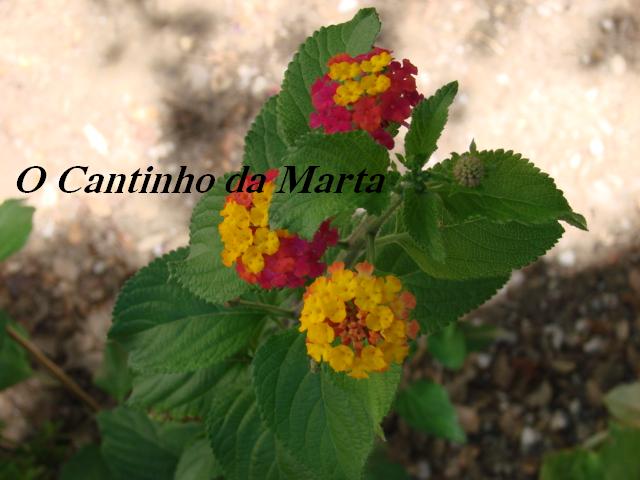 [DSC06391.JPG]