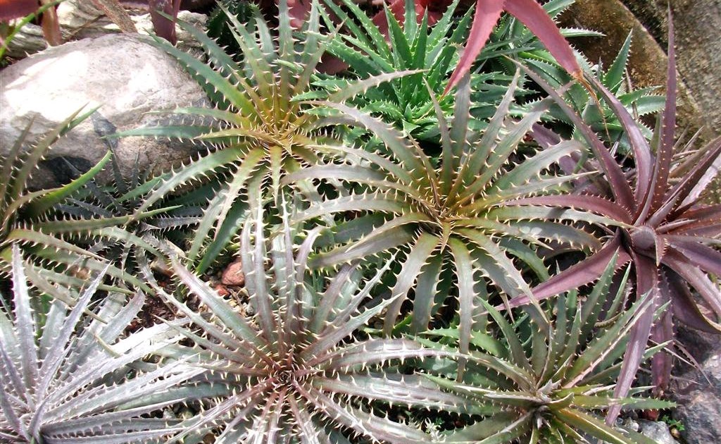 danger garden: Dyckia