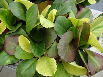 Bergenia Lunar Glow