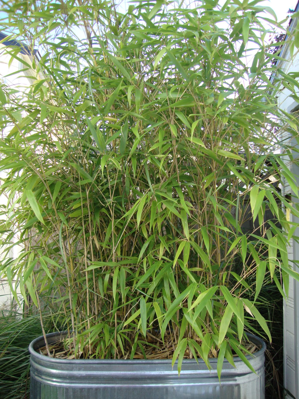danger garden: Bamboo = green privacy