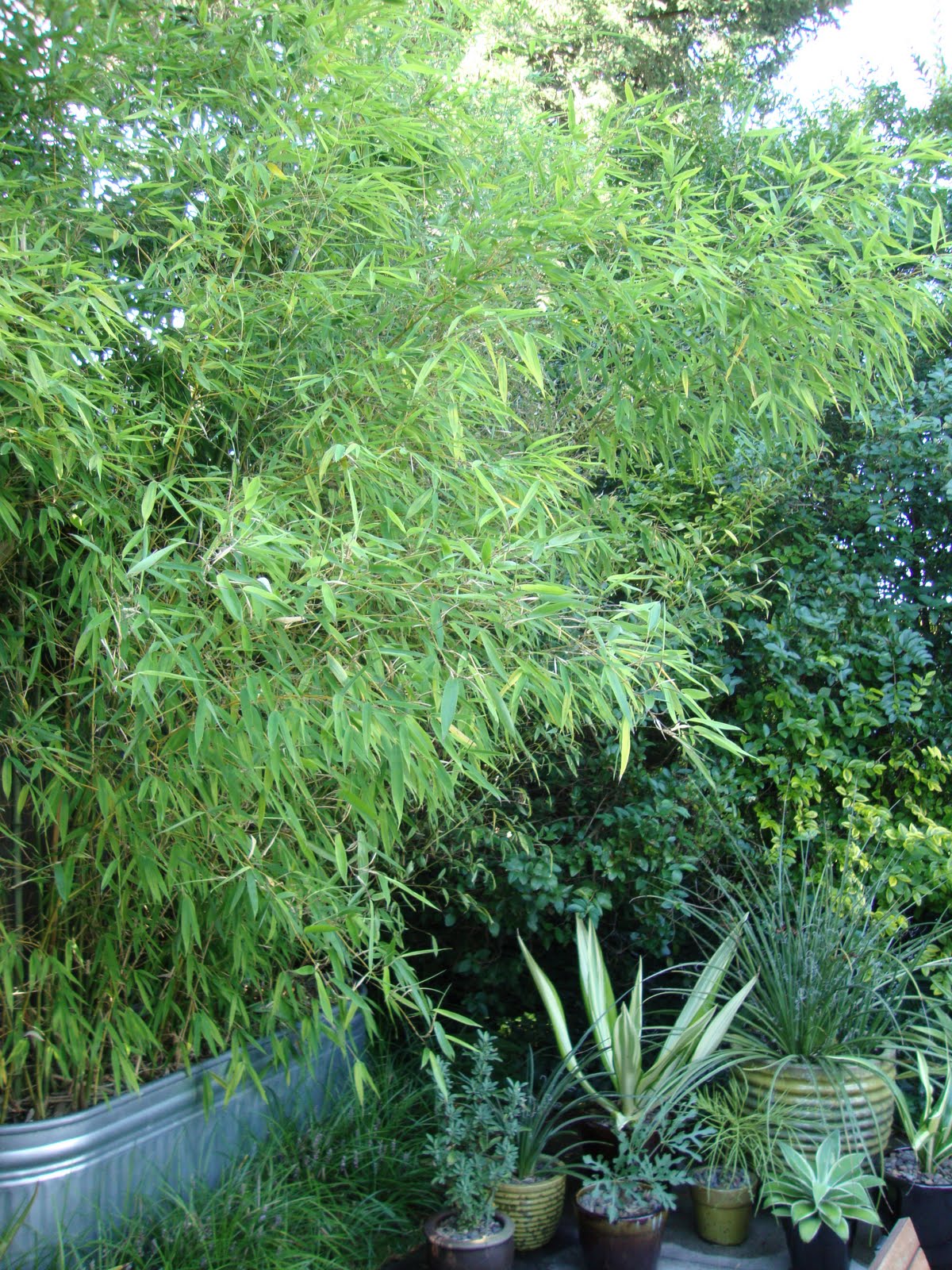 danger garden Bamboo = green privacy