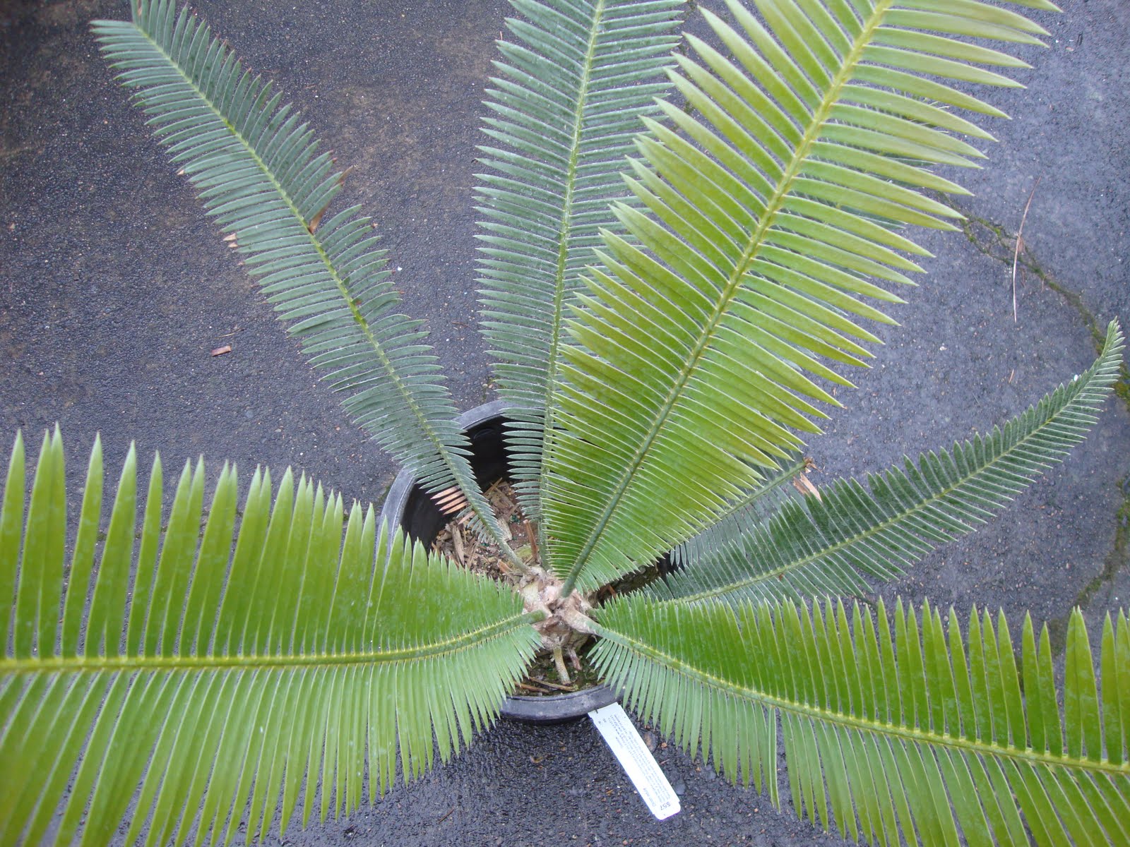 danger garden The Dioon Edule is mine!