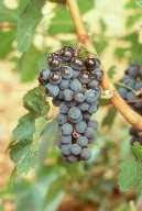 Merlot: Pied de vigne. Merlot.