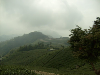Taiwan Tea Plantation