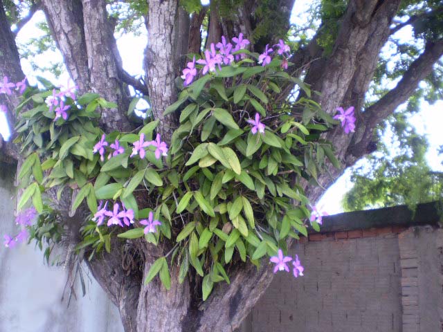 [orquidea.jpg]
