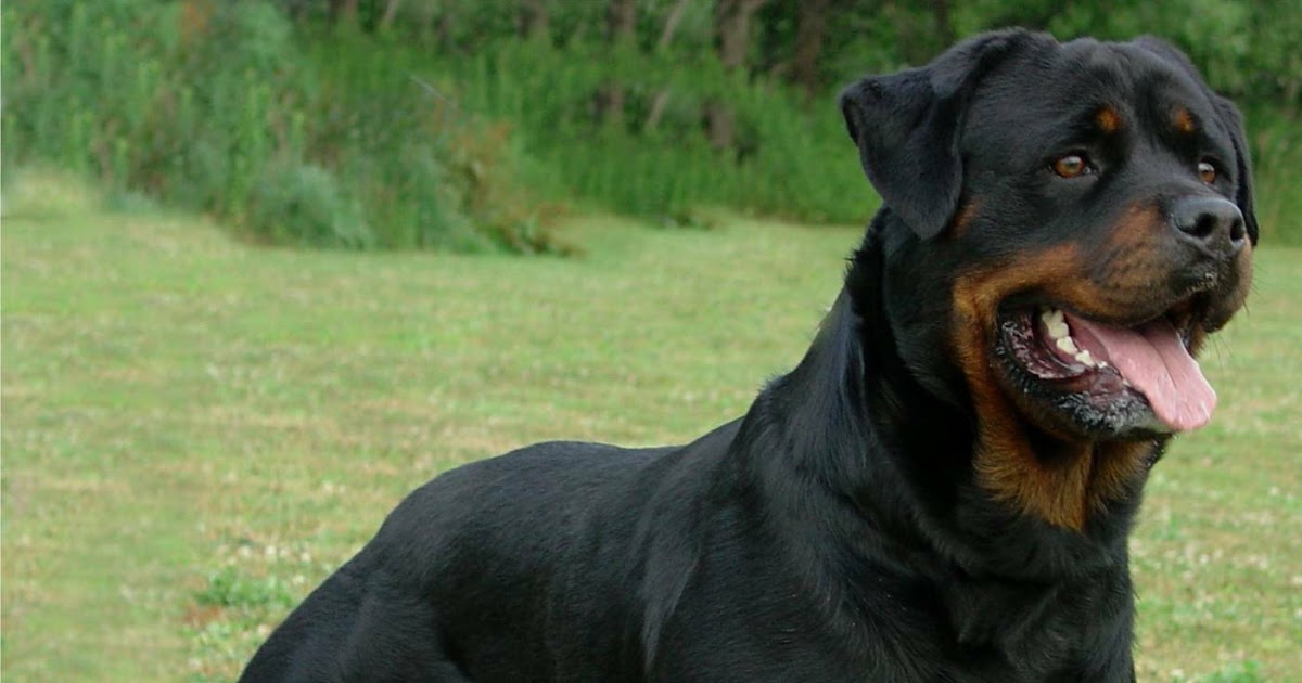 ROTTWEILER >> Rottweiler Tips ROTTWEILER Training Basic Facts About