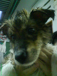 My first dog (Poker)♬ ♪ ♩ ♫ ♪