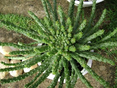 Succulent Dish Gardens