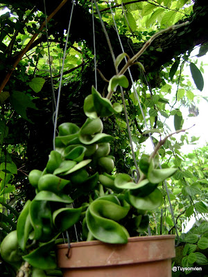 Cây gì ? ai biết cho xin biết tên !