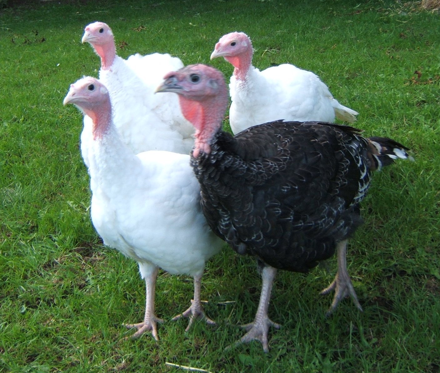 Bellecross Hens Turkeys