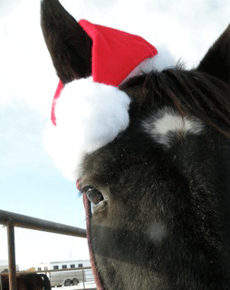 [holidayhorse3.gif]
