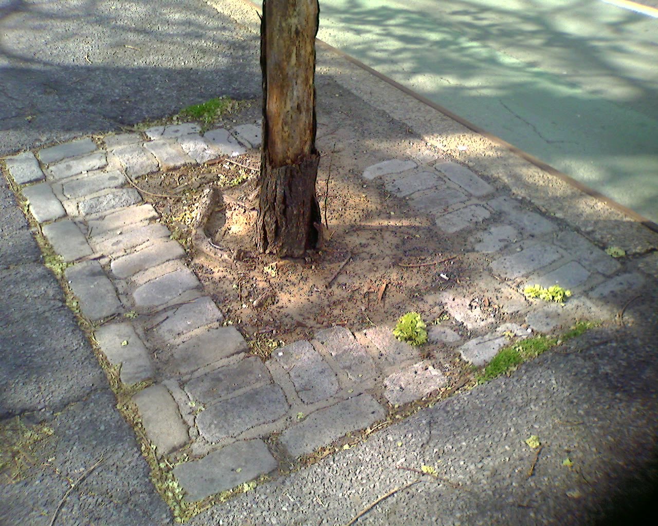 The Tree Pit or Tree Well? | Rooftop Linnaeus