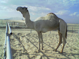 من هنا وهناك