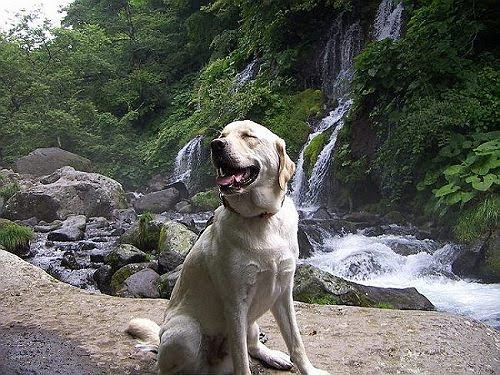 犬と暮らせば By Petepapa 4 ラブラドールの夏