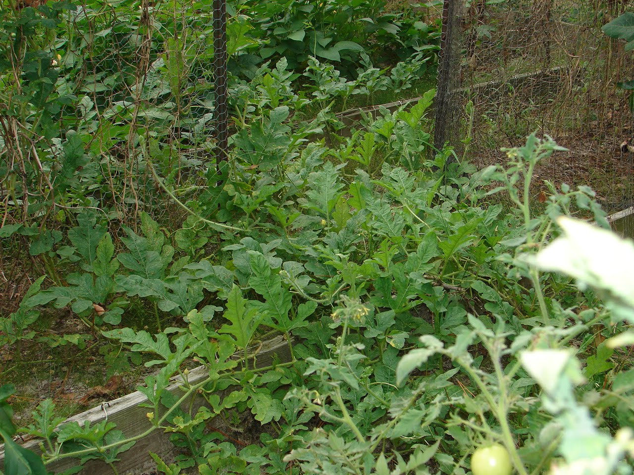 Bayou Lady Down by the Bay, where the watermelons grow..