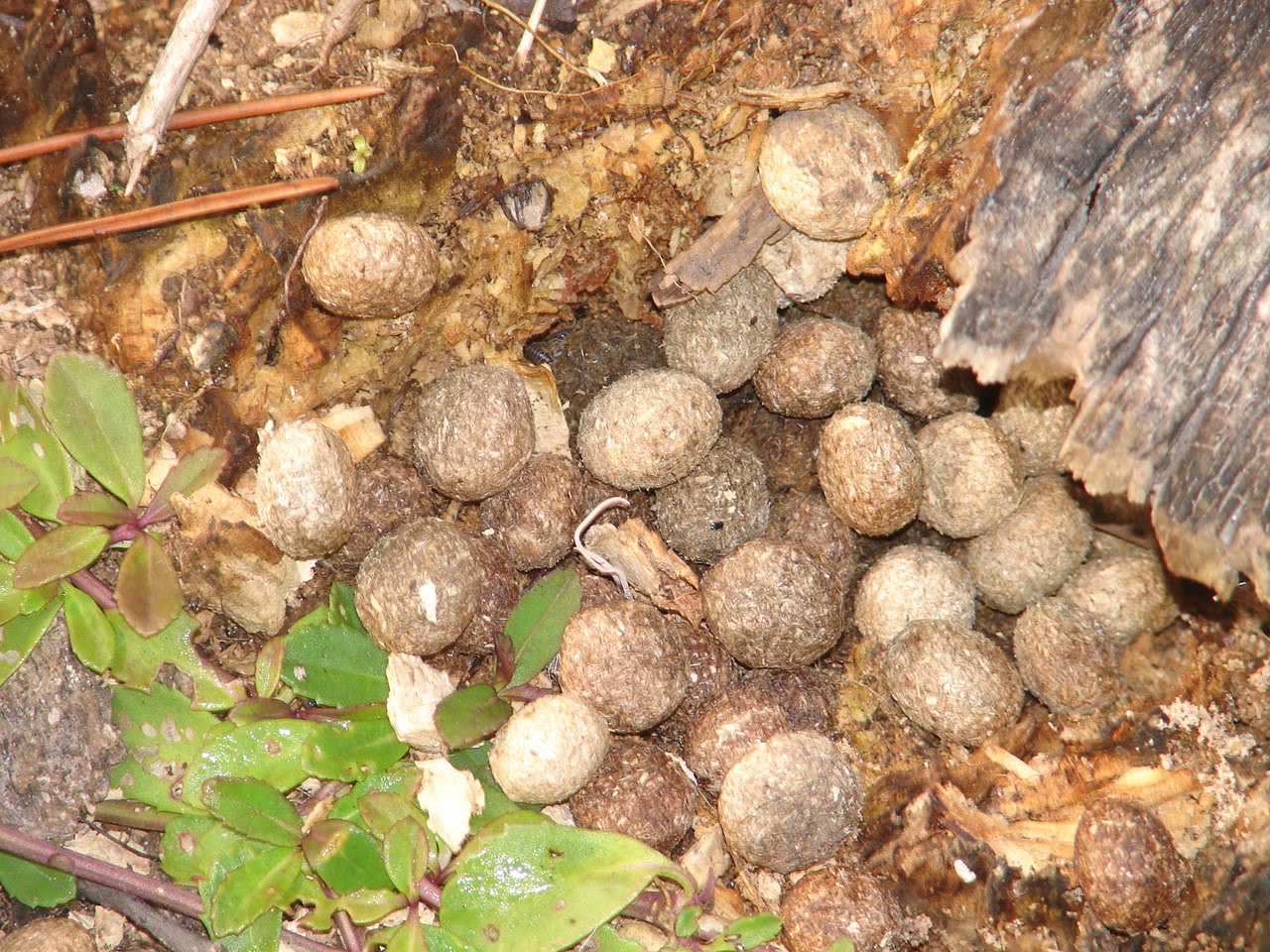 Bayou Lady Squirrel Eggs