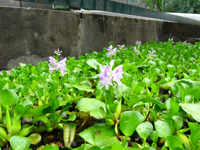 water-hyacinth-koi-pond