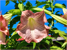My Datura
