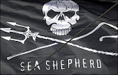 Conheça a Sea Shepherd!