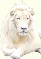 leon blanco!!!!!