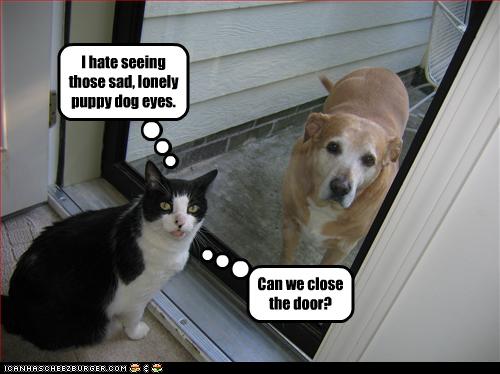 [funny-pictures-cat-sees-dog-outside.jpg]