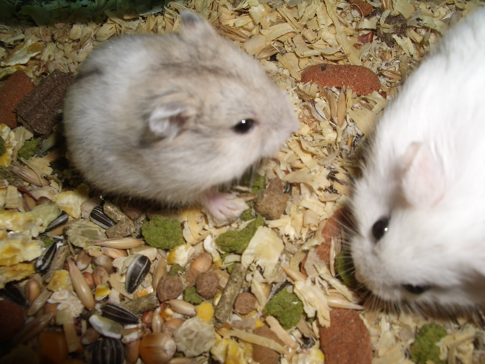 Cheshire Hamster Breeder Introducing my Campbells