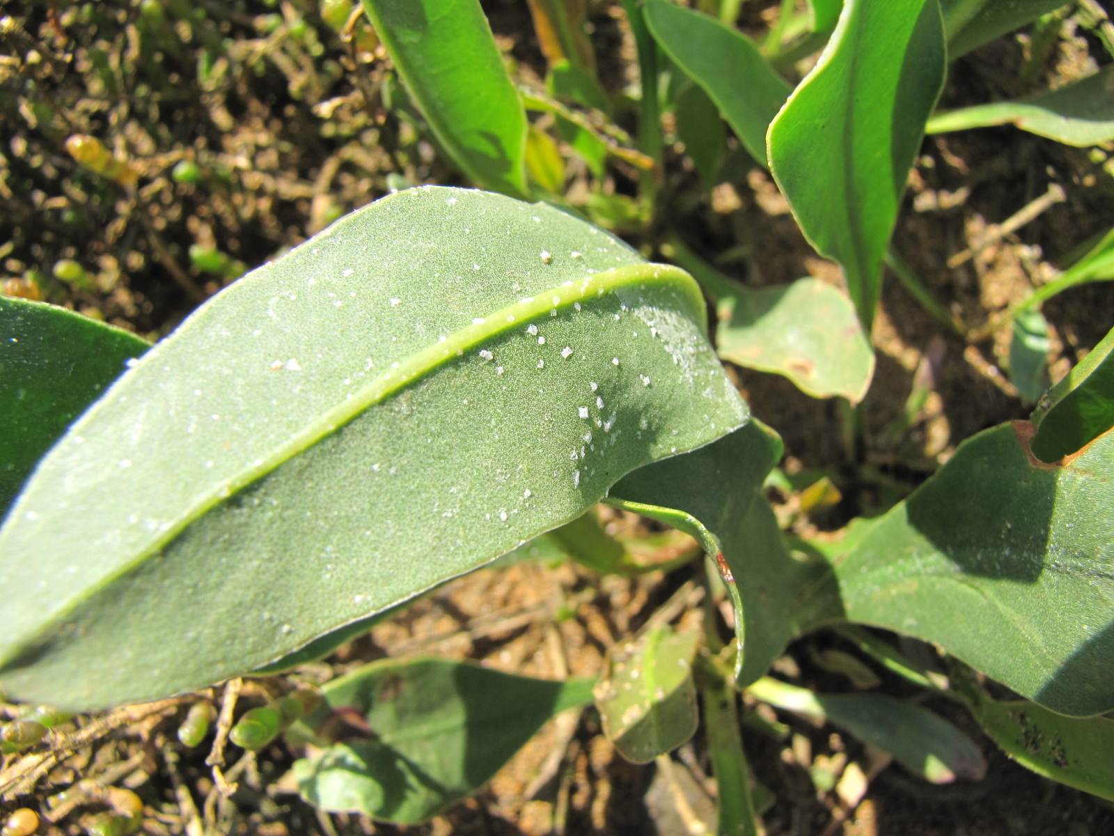 [Sal_en_Limonium_vulgare.jpg]