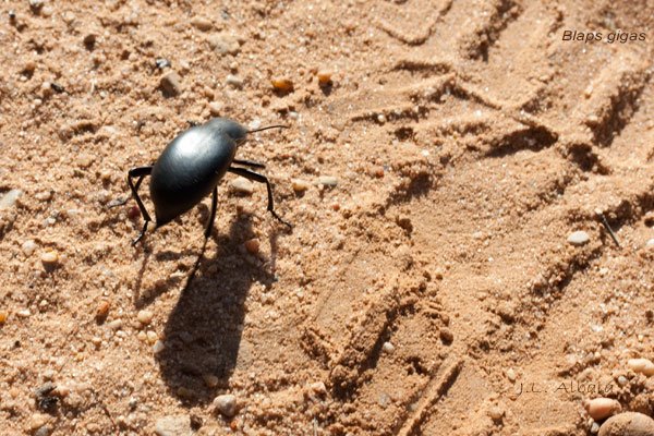 [Blaps-gigas-2218-600x400.jpg]
